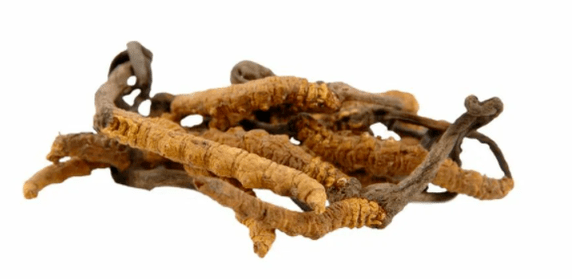 cordyceps mushroom an Gluconol